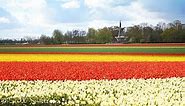 How to Visit Best Tulip Fields in The Netherlands (Lisse)   2024 Keukenhof Info