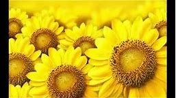 Sunflower Wallpaper