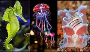 10 Most Beautiful Sea Creatures in the World
