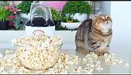 Do Cats Like Popcorn?