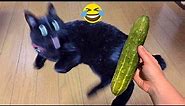 Funny cats scared of cucumbers 😂 cat vs cucumber compilation Gatos VS pepinos