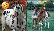 Incredible APPALOOSA horses and foals // compilation