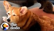 Corgi Is So Obsessed With Cats, His Mom Adopts Three Just For Him | The Dodo