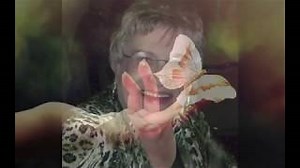 On The Wings Of A Butterfly Chords by Jimmy Scott - ChordU