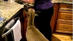 Woman-Deer Moma Feeds Wild Fawn