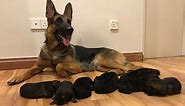 German shepherd Giving birth to 9 puppies - (First Litter)