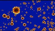 New Effect Sunflower | Flowers Blue Screen Animation