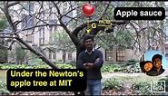 Newtons apple tree at MIT | Shape of apples | Apple sauce | The Molecular Kitchen