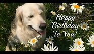 Adorable Dogs Birthday wishes status video - For dog lovers -Birthday Song -Whatsapp -Full HD