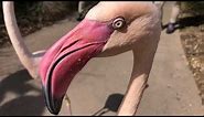 Home Safari - Greater Flamingo - Cincinnati Zoo