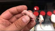 What is a PINKY MOUSE? FEEDER MICE SIZES!