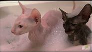 Hairless Kitty Bath | Too Cute!