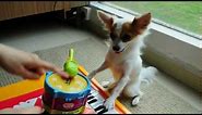 Dog Playing Piano And Drum Follow Hand Signal Cues. MUST WATCH