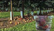 Apple picking, Prairie Sky Orchard, 摘苹果, 摘苹果的时候, 秋天摘苹果