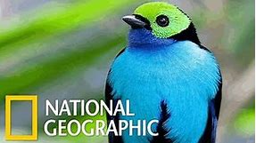 Wildlife Birds - Amazing Tropical Birds (Nat Geo)