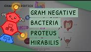 Gram Negative Bacteria: Proteus Mirabilis