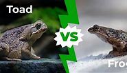 Toad vs Frog: The Six Key Differences Explained