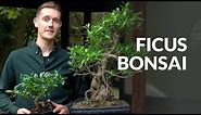 Ficus Bonsai tree care