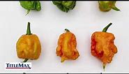 Peppers Ranked by Scoville Heat Units