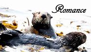 Sea otters kissing - Seeotter küssen sich - Johnny the Sea Otter | CALIFORNIA WILDLIFE