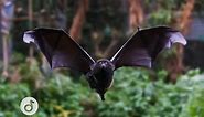 Livingstones fruit bats