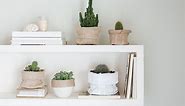 How to Grow and Care For Indoor Cacti