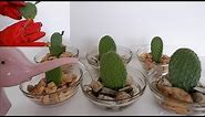 How to Propagate Cactus Leaf Cuttings in Water with Glass Bowl (Opuntia Leucotricha Propagation)