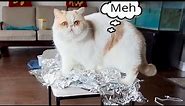 Cat Reacts to Tin Foil Everywhere