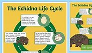Life Cycle of an Echidna Display Poster