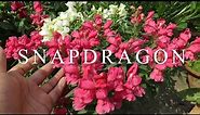 Growing Dwarf Snapdragon / Antirrhinum Plants. Dwarf Snapdragon (Antirrhinum majus) Plant care.
