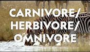 Definitions in the Field: Carnivore/Herbivore/Omnivore
