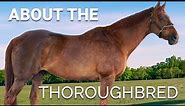 About the Thoroughbred | Horse Breeds