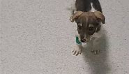 ROMY-1 week ago this little pup had... - Puppy Rescue Mission