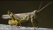 Differential Grasshopper walking / moving & resting | Close up