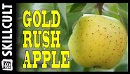 A Long Keeping Apple with Highest Recommendations From Fruit Enthusiasts, Gold Rush