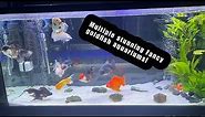 BEAUTIFUL Fancy goldfish aquariums | Rate my tank