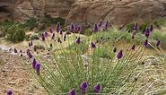 Purple Prairie Clover, Dalea, Petalostemon purpureum | High Country Gardens