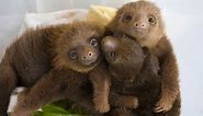Baby Sloths: Everything you always wanted to know - Sloth Conservation