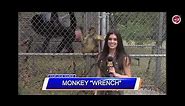 Funniest Animal TV Bloopers, funny videos. Bombhead laughs. TV Bloopers, Fails