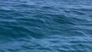 Pesca de Alta Mar 🐟 Reserva Ahora ‼️Pesca de Tiburon 🎣 en La Paz Baja California Sur 🌵🏜️#lapaz #lapazbcs #lapazbajacaliforniasur #visitmexico #pescaenlapaz #aprendeentiktok #trending #visitbajasur #fypシ #pesca #pescaria #fishing #pescadeportiva #fishingtiktoks #fishingtiktoks #fishingday #toursdepesca #reels #viralvideo #bajamolinitoexperience #shark #sharksoftiktok #fishingshark #tiburo #tiburones | Baja.Molinito.Experience