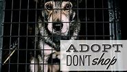 Adopt, Don't Shop: A Phrase Worth Thousands of Lives