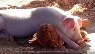 CUTE BABY PIGS / SPECIAL MOMENTS / LOVING MOMENTS at the FARM / PIGLETS