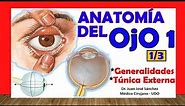 🥇 Anatomía del OJO 1/3 - Generalidades y Túnica Externa