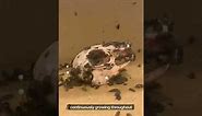 Dermestid beetles clean rabbit skull timelapse