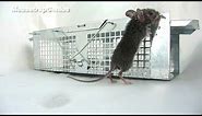 Havahart 1020 Mouse Trap FULL TEST & REVEW