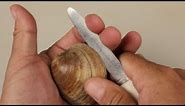 How to Open Clams