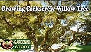 How To Grow A Corkscrew Willow Tree