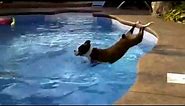 Funny Dogs - Hilarious Pool Fail Compilation!