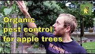 Organic pest control: Apple trees Aphids Scab Mildew & fungi. Gardening & allotment fruit tree care.