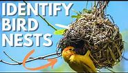 3 Best Tips For Bird Nest Identification (for newbie birders!)